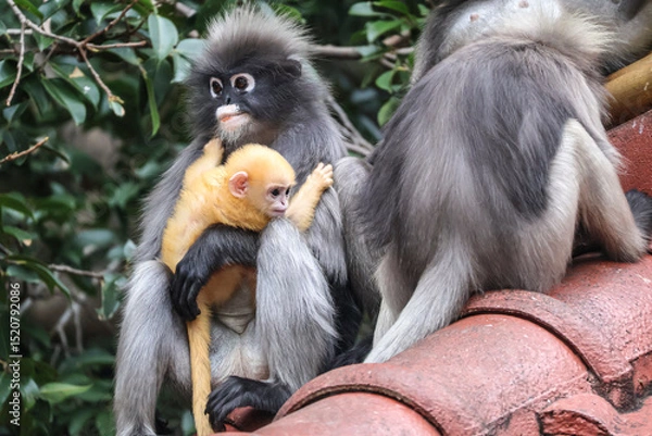 Obraz Social bonding and infant care among wild dusky leaf monkeys