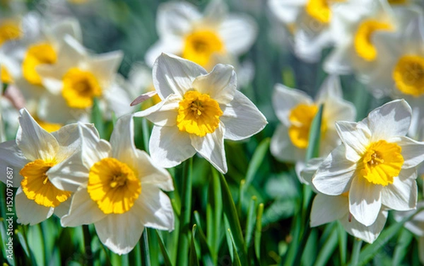 Fototapeta White daffodils on a green natural background
