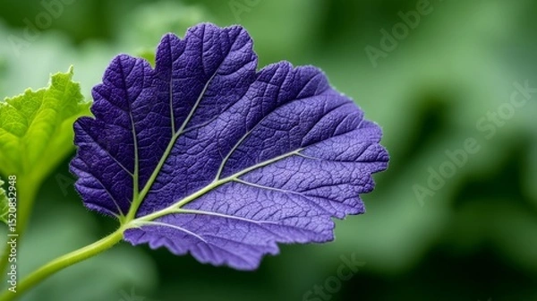 Fototapeta Vibrant Purple Leaf With Dew Drops On Green Background