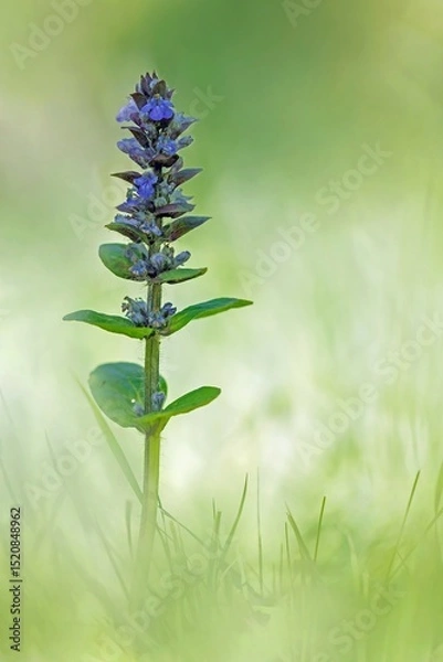 Obraz Kriechender Günsel
