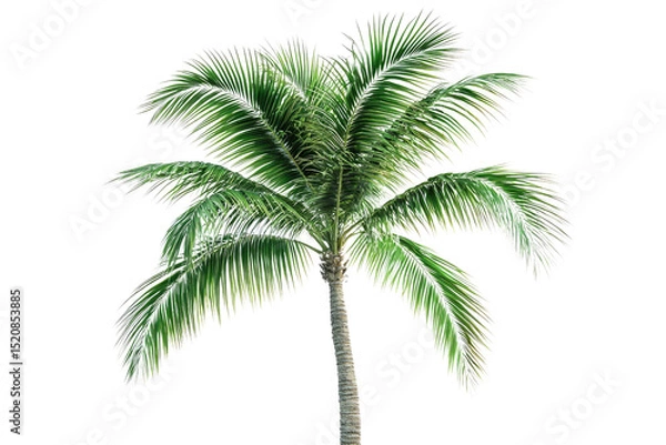 Fototapeta A lush, green palm tree with vibrant fronds, isolated on a dark transparent background background removed