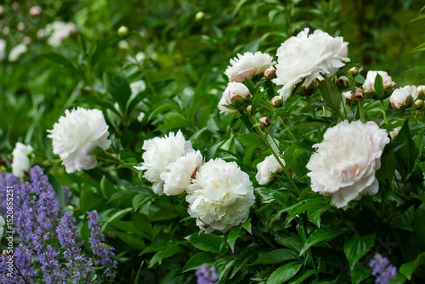 Obraz white pearl peonies against the background of a green garden.