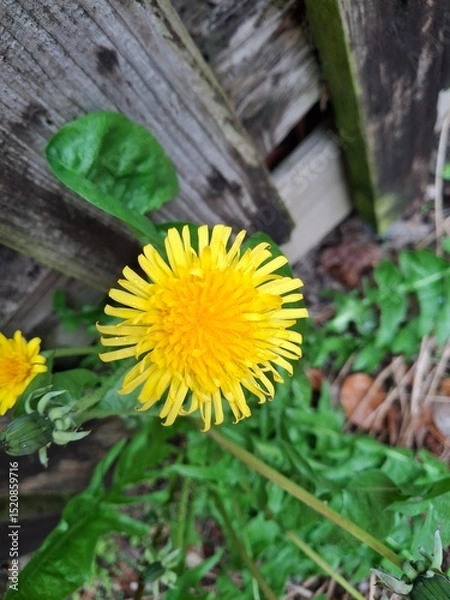 Obraz Dandelion