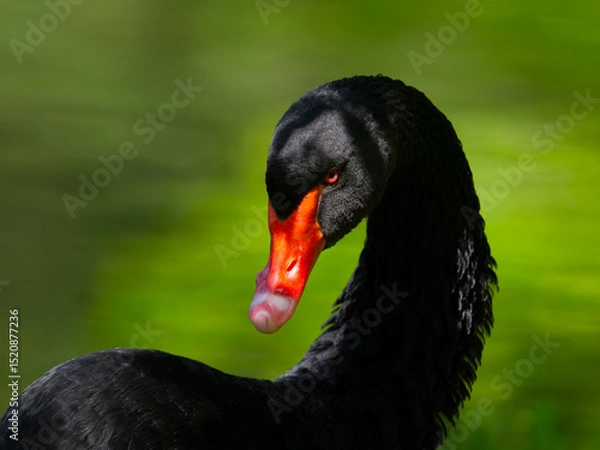 Fototapeta Black Swan portrait on blurred background