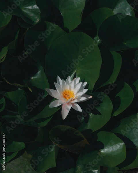 Fototapeta Blooming white water lilies and green leaves on the water on a sunny day. Lotus floating on the pond. Natural beauty of the water garden. Picturesque natural background.
