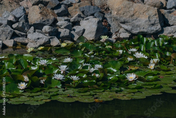 Fototapeta Blooming white water lilies and green leaves on the water on a sunny day. Lotus floating on the pond. Natural beauty of the water garden. Picturesque natural background.