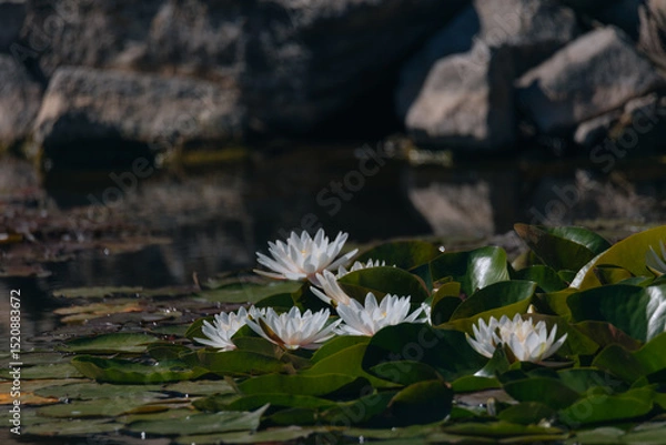 Fototapeta Blooming white water lilies and green leaves on the water on a sunny day. Lotus floating on the pond. Natural beauty of the water garden. Picturesque natural background.