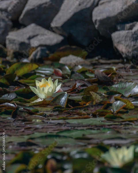 Fototapeta Blooming white water lilies and green leaves on the water on a sunny day. Lotus floating on the pond. Natural beauty of the water garden. Picturesque natural background.
