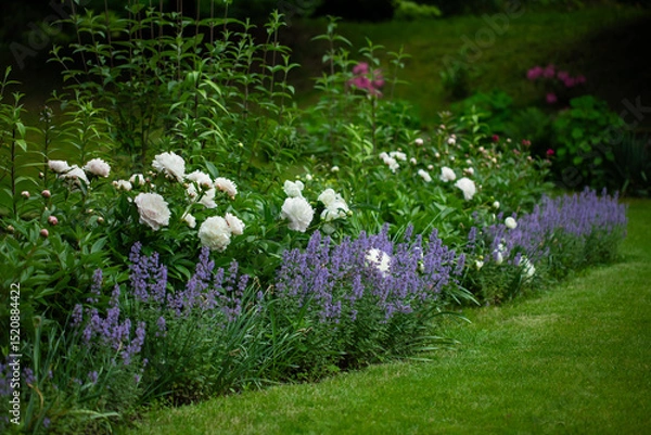 Obraz a flower bed with pearly white peonies and catnip