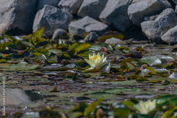 Fototapeta Blooming white water lilies and green leaves on the water on a sunny day. Lotus floating on the pond. Natural beauty of the water garden. Picturesque natural background.