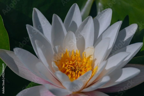 Fototapeta Blooming white water lilies and green leaves on the water on a sunny day. Lotus floating on the pond. Natural beauty of the water garden. Picturesque natural background.