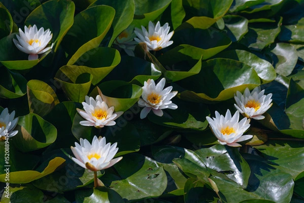 Fototapeta Blooming white water lilies and green leaves on the water on a sunny day. Lotus floating on the pond. Natural beauty of the water garden. Picturesque natural background.