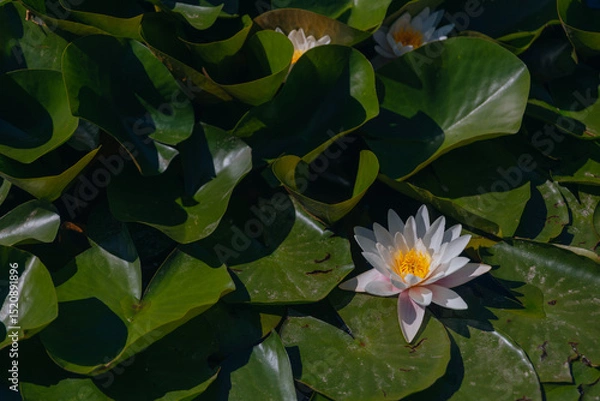 Fototapeta Blooming white water lilies and green leaves on the water on a sunny day. Lotus floating on the pond. Natural beauty of the water garden. Picturesque natural background.