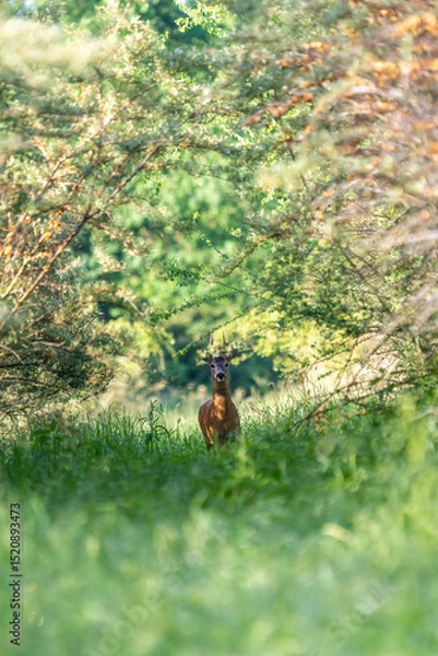 Fototapeta Ein Rehbock in einem grünen Wald
