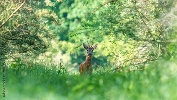 Fototapeta Ein Rehbock in einem grünen Wald