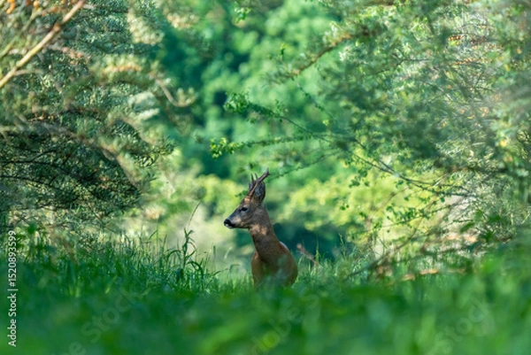 Fototapeta Ein Rehbock in einem grünen Wald