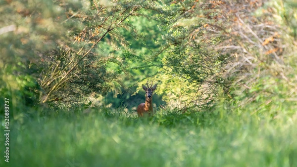 Fototapeta Ein Rehbock in einem grünen Wald
