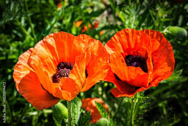 Obraz Makro rote Blüte Klatschmohn