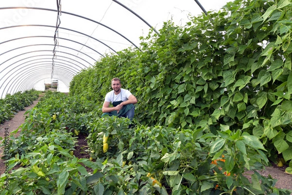 Fototapeta friendly worker in the greenhouse growing and harvesting vegetables in the greenhouse