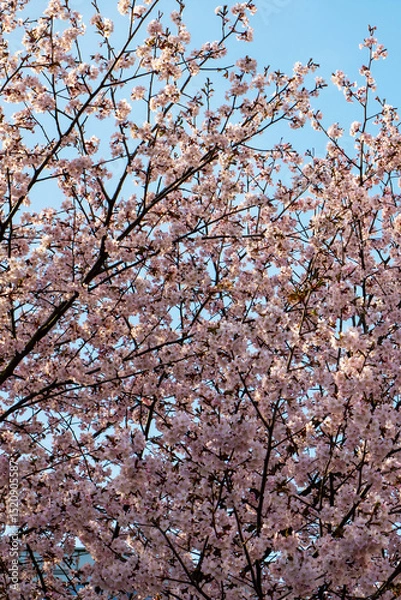 Fototapeta Close up of a cherry blossom tree with pink flowers and blue sky