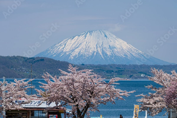Obraz 桜咲く洞爺湖畔から残雪の羊蹄山を望む