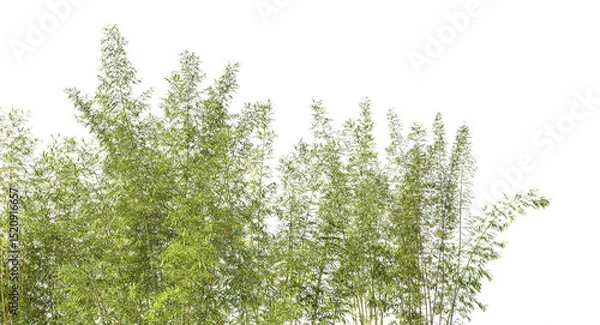 Fototapeta Bamboo trees canopy with transparent background 3d