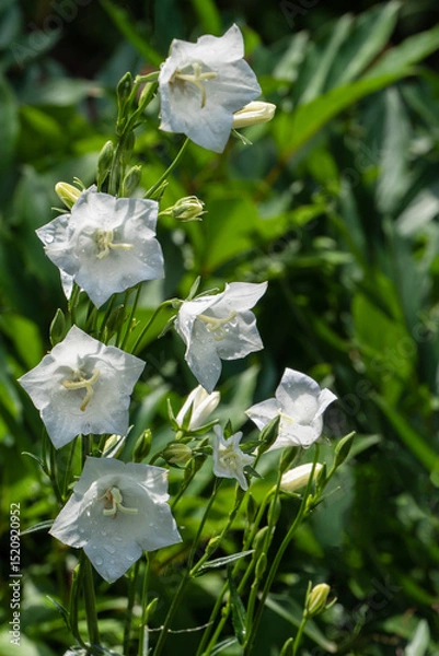 Fototapeta Delicate white bell flowers, belonging to the Campanula family, set against lush green background. Blooms appear fresh with dewdrops, adding serene and natural charm. Nature concept for design