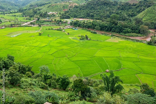Obraz Aerial shots of rice paddy field in Sapan village of Nan province, Thailand.
