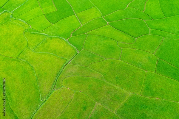 Obraz Aerial shots of green rice paddy field.