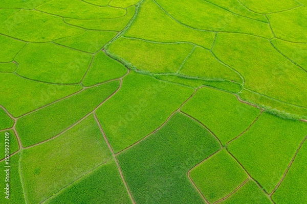 Obraz Aerial shots of green rice paddy field.