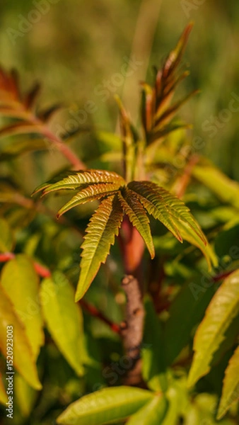 Obraz Young sumac leaves at sunset – close-up of summer foliage in warm golden light