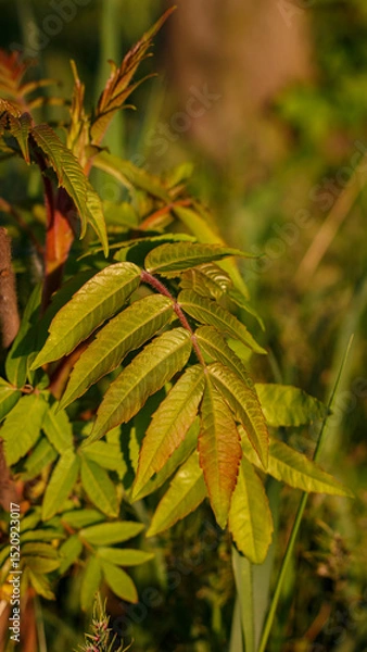 Obraz Young sumac leaves at sunset – close-up of summer foliage in warm golden light