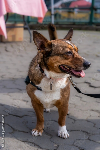 Obraz Cute dog, tethered by a leash, on a walk with his owner. 