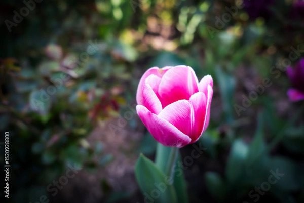 Obraz Tulips in the garden,close-up with bright colorful tulips, illuminated by the spring sun. 