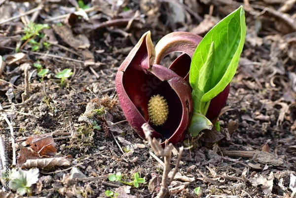 Obraz ザゼンソウ