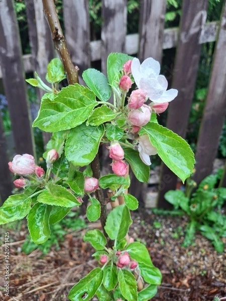 Obraz Apple blossom