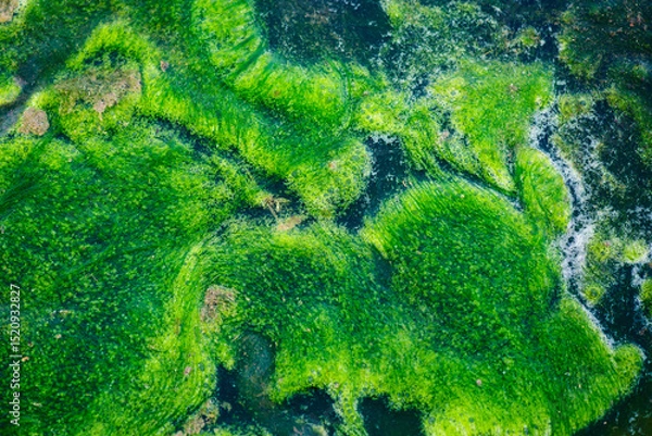 Fototapeta river green alga - textures and backgrounds