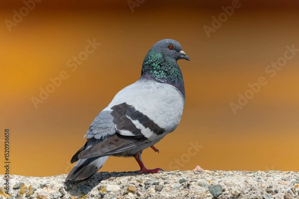 Obraz 地面が熱いため片足立ちをしているカワラバト