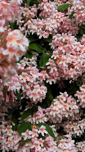 Obraz Blooming bush with dense pink-white flowers amid lush green leaves. Spring abundance and vibrancy.