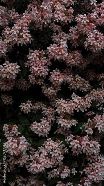 Obraz bush in a shaded part of the garden. Deep contrast, soft light, and evening atmosphere.