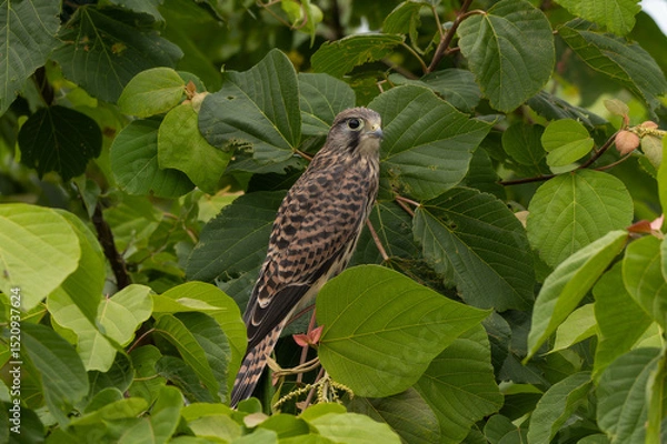 Obraz 葉っぱにつかまるチョウゲンボウ