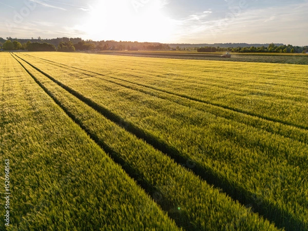 Fototapeta Countryside sunset over a field of wheat in early summer in Bavaria, Germany
