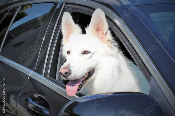 Obraz Hund beim autofahren