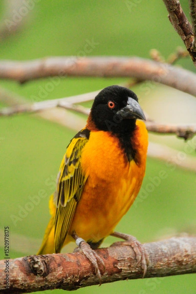 Obraz red headed woodpecker