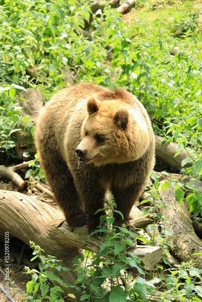 Obraz brown bear cub