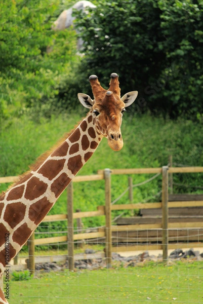 Obraz giraffe in the zoo