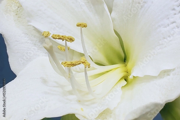 Obraz Detailed close-up image of a white lily flower showcasing its delicate petals and prominent yellow stamens. The intricate structure highlights the lily's natural elegance and beauty
