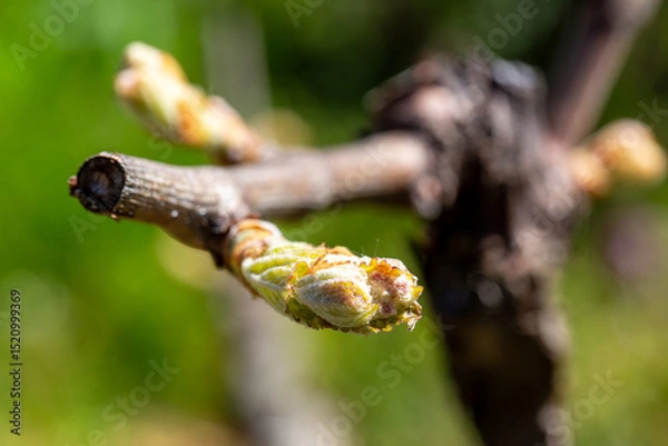 Fototapeta Bourgeon de plant de vigne macro