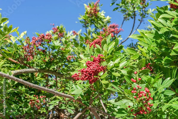 Fototapeta Fresh pink peppercorns on peruvian pepper tree branch. Blue sky at the background.