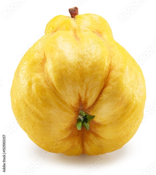 Fototapeta Quince bottom view isolated on white background. File contains clipping path.